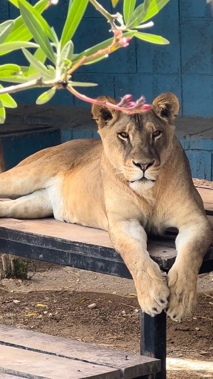 Land of Lions Tour — safari turundan kare 2