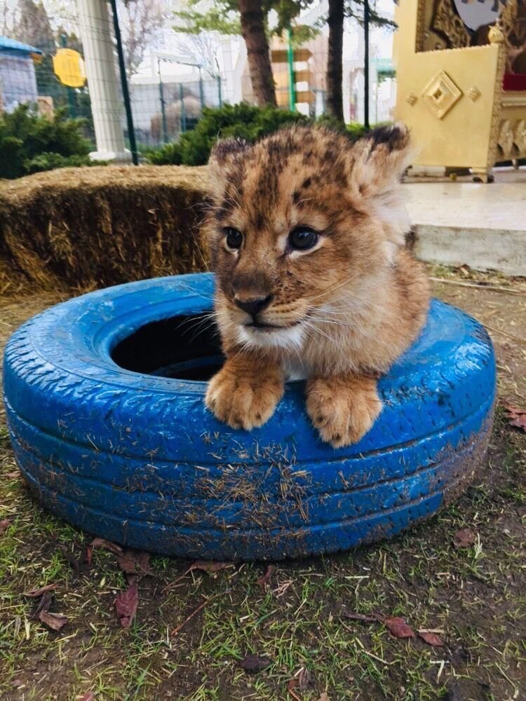 Land of Lions Tour — safari turundan kare 3