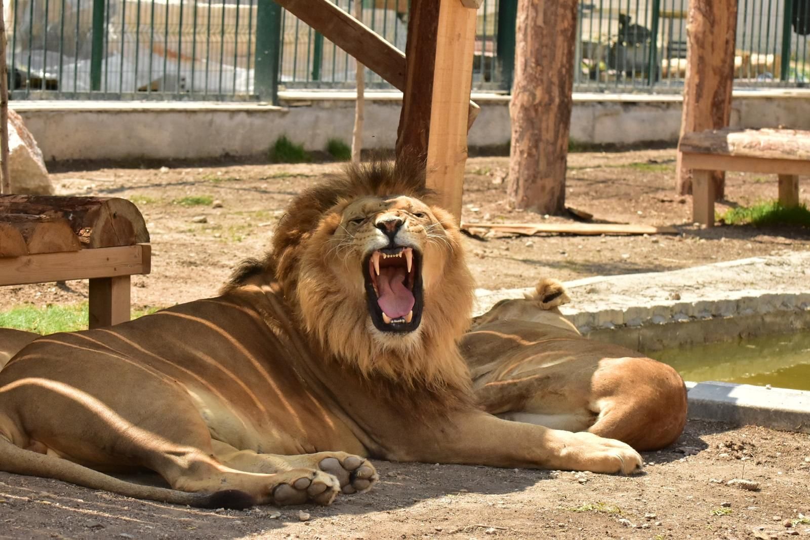 Land of Lions Tour — safari turundan kare 6
