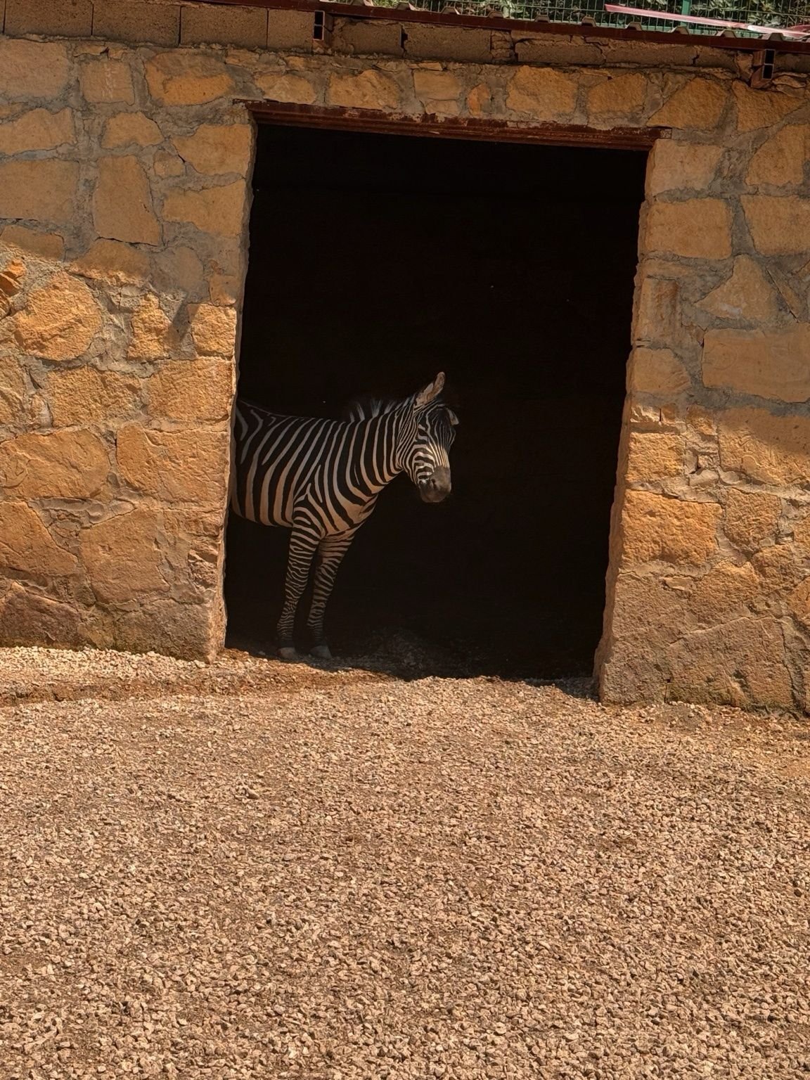 Land of Lions Tour — safari turundan kare 7