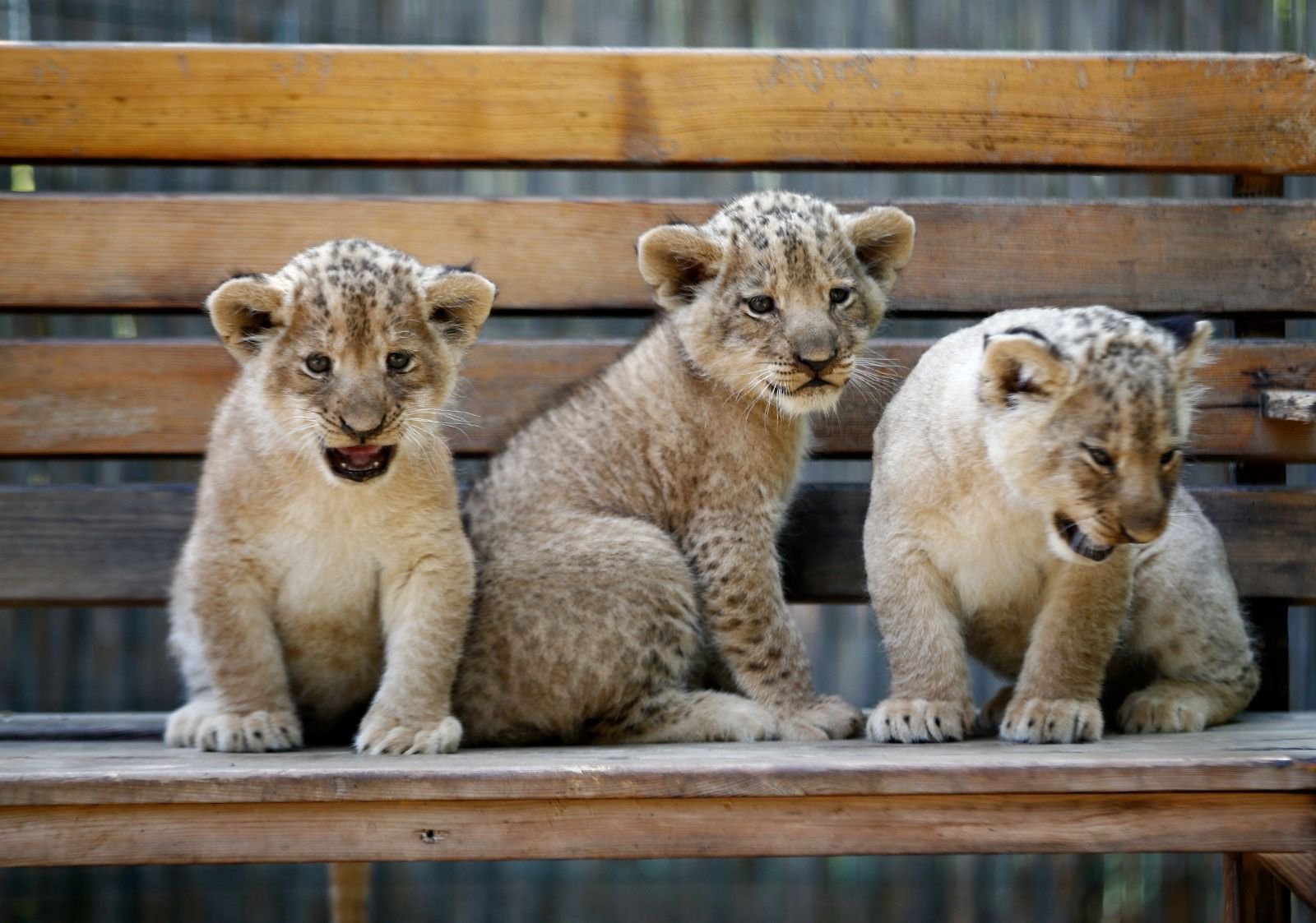 Land of Lions Tour — safari turundan kare 9