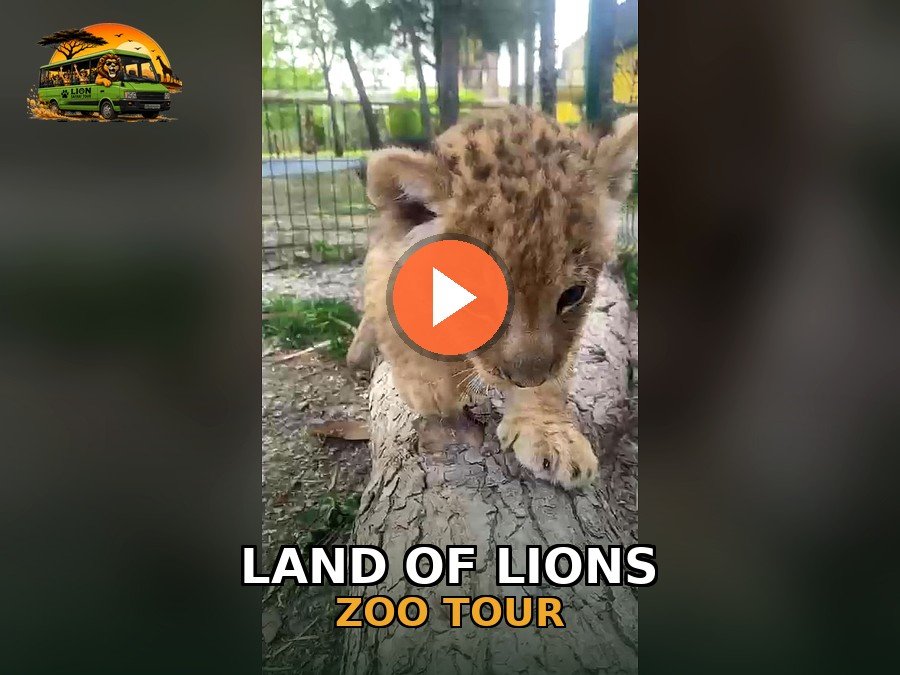 Land of Lions Tour — Tur videosu