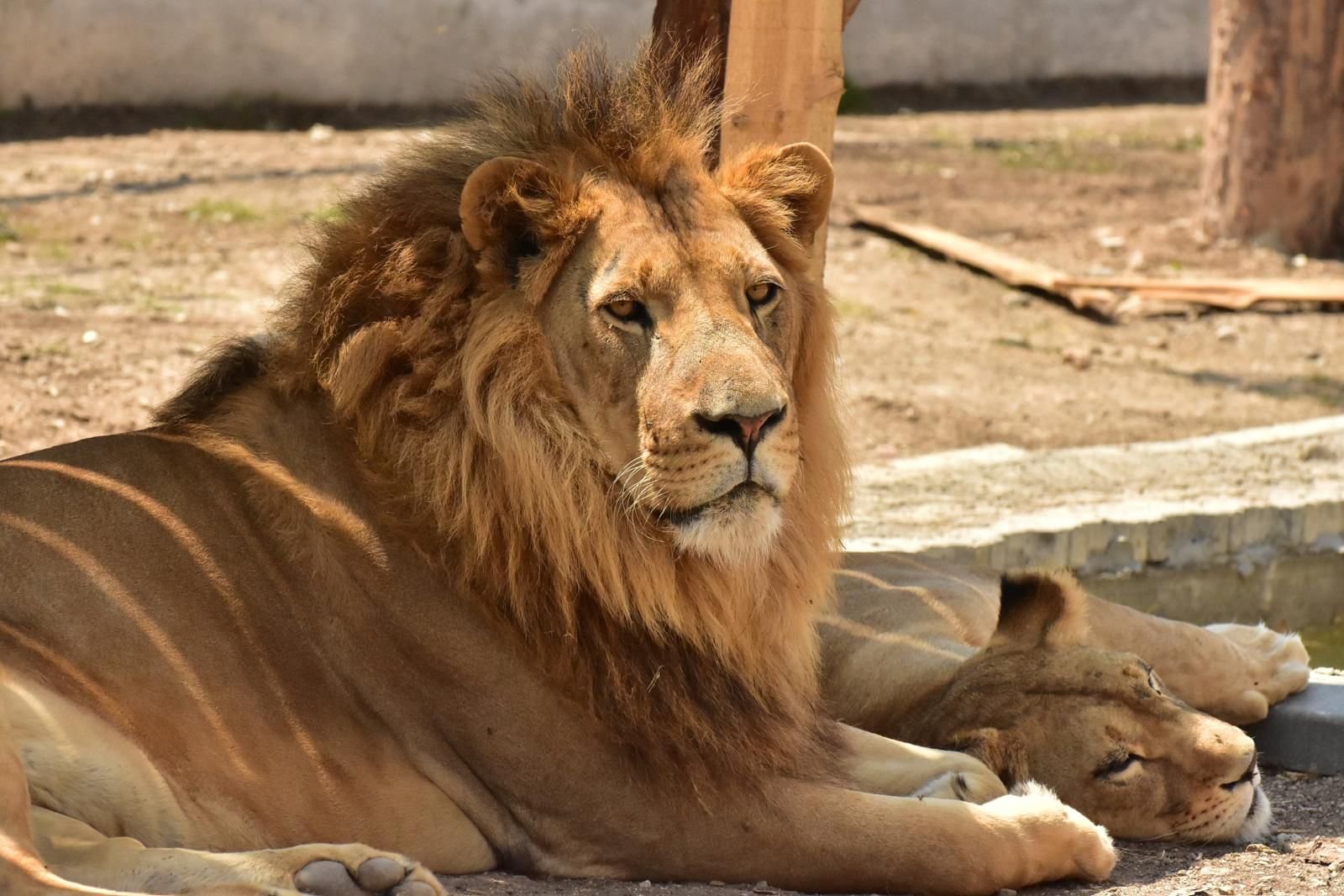 Lion to Legends Night Show — safari turundan kare 7